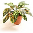 Croton Plant