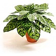 Peacock Plant