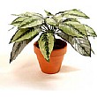 Dieffenbachia Plant