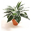 Hosta Plant