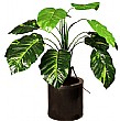 2ft Pothos
