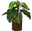 2ft Taro Plant