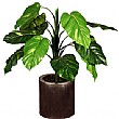 2ft Pothos
