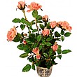 60cm Rose Plant Peach