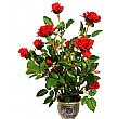 60cm Rose Plant Red