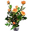 60cm Rose Plant Orange