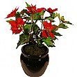 60cm Poinsetta Plant Red