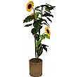5ft Sun Flower