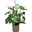 4ft Calla Lily - White