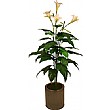 5ft Lily - White