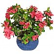 1.5ft Azalea - Red