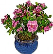 1.5ft Azalea - Purple