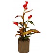 4ft Canna Tree - Red
