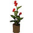 4ft Canna Tree - Red