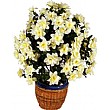 3ft Flowering Zebra