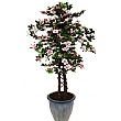 4ft Azalea - White/Pink