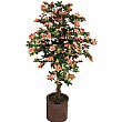 4ft Azalea - Peach