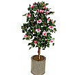 5ft Hibiscus - Pink