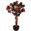 4ft Azalea - Red