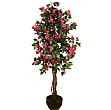 5ft Bougainvillea Spect