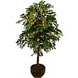 5ft Gleditsia Tree