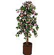 5ft Bougainvillea Spect
