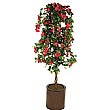 5ft Bougainvillea Spect