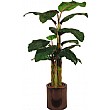 5ft Banana Tree