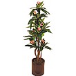 5ft Plumeria (Frangipani)
