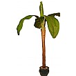 5ft Banana Tree