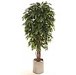 6ft Mango Tree
