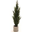 4.5ft Cypress Tree