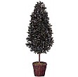 4ft Bay Laurel Tree