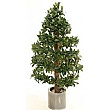 4ft Bay Laurel Spiral