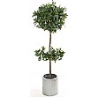 5ft Double Ball Bayleaf