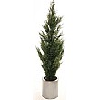 5.5ft Cypress Tree