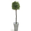 5ft Tea Tree Topiary