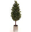 5ft Bay Laurel Pyramid