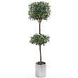6ft Bay Laurel Topiary
