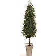 6ft Bay Laurel Pyramid