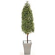 5ft Tea Tree Topiary
