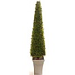 6ft Pyramidal Boxwood